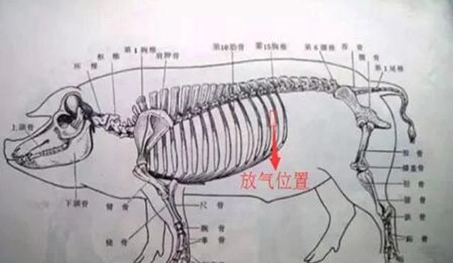 会致命的猪肚子胀气,到底该怎么治?最详细的解决方案在这!