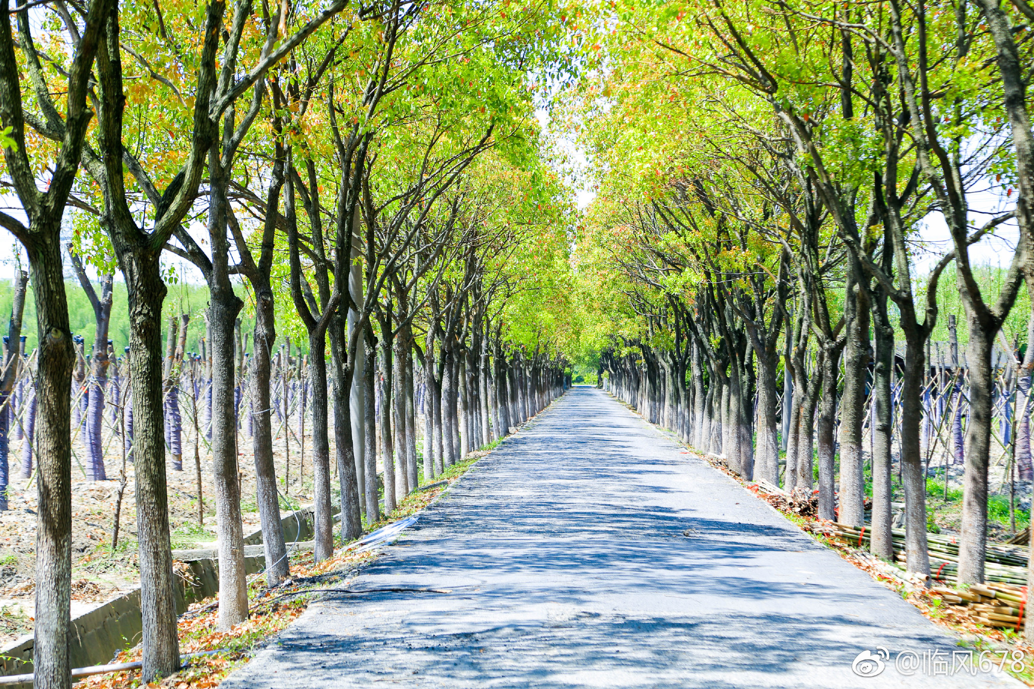 春天的色彩余杭秀山美地