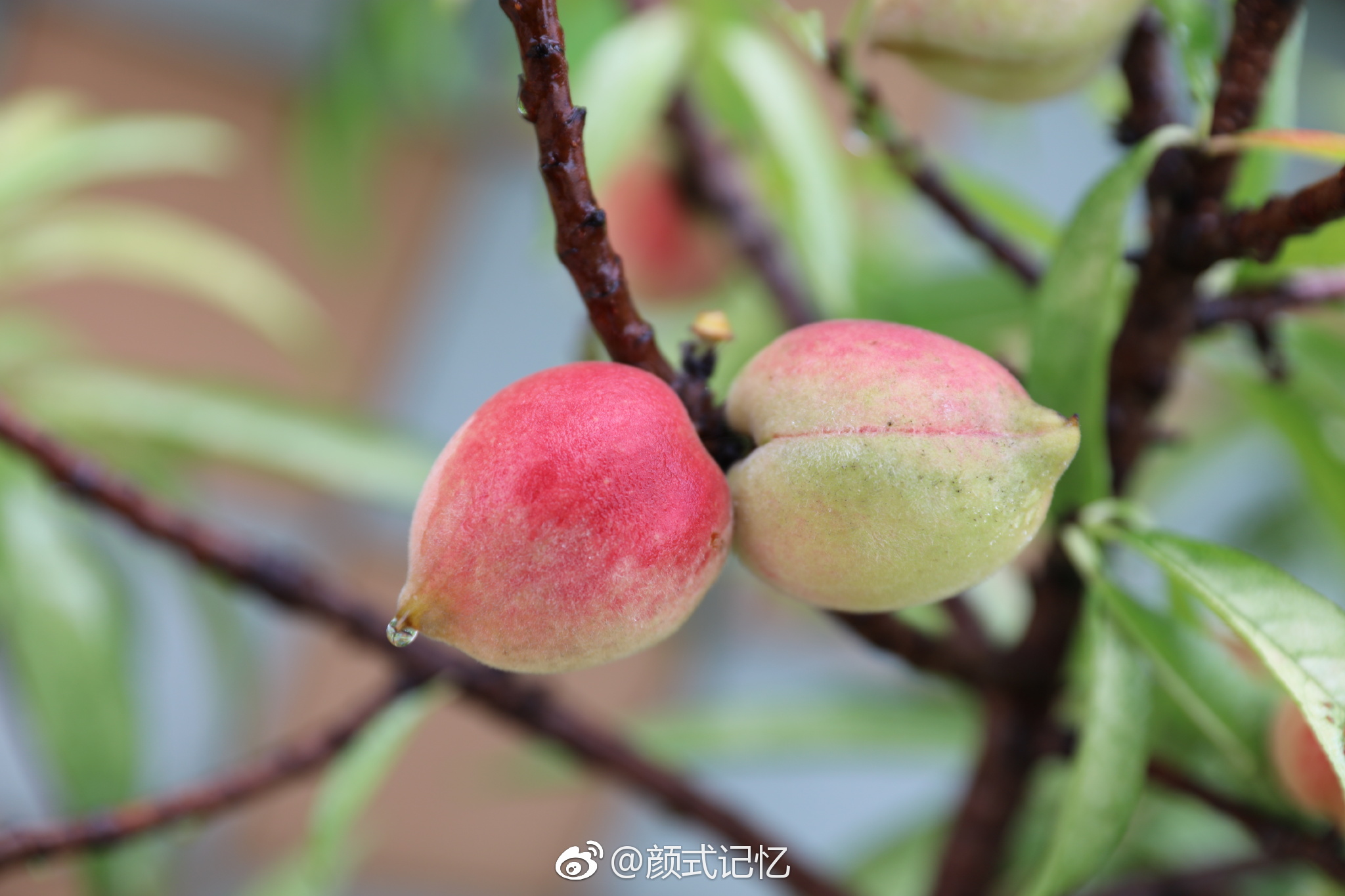 小桃真红啦一一桃花惹人爱美花开结果长大红熟