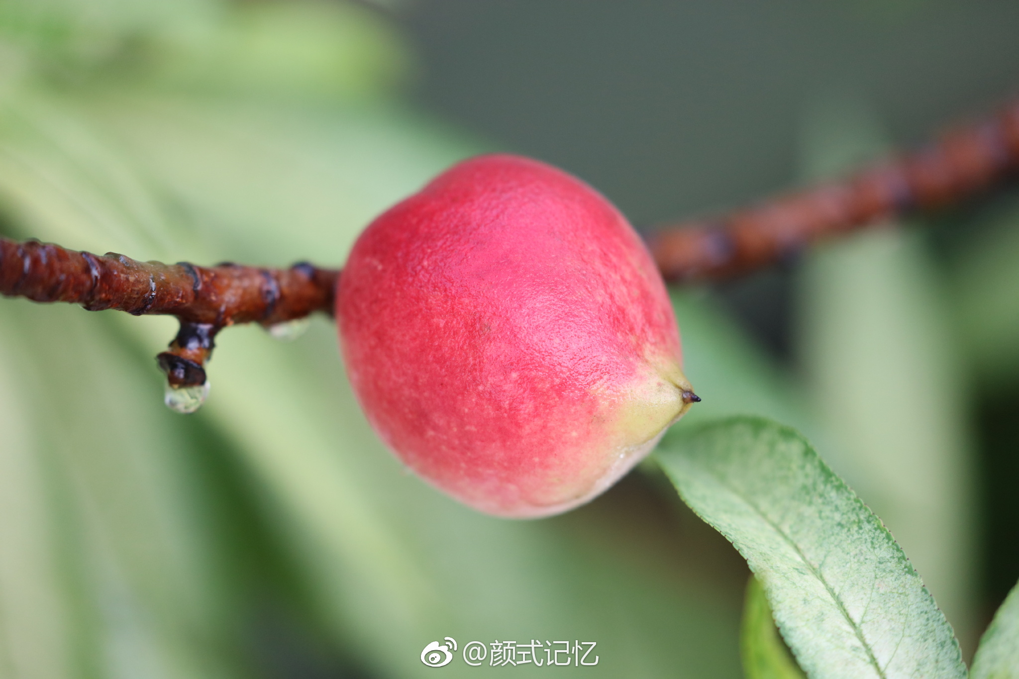 小桃真红啦一一桃花惹人爱美花开结果长大红熟