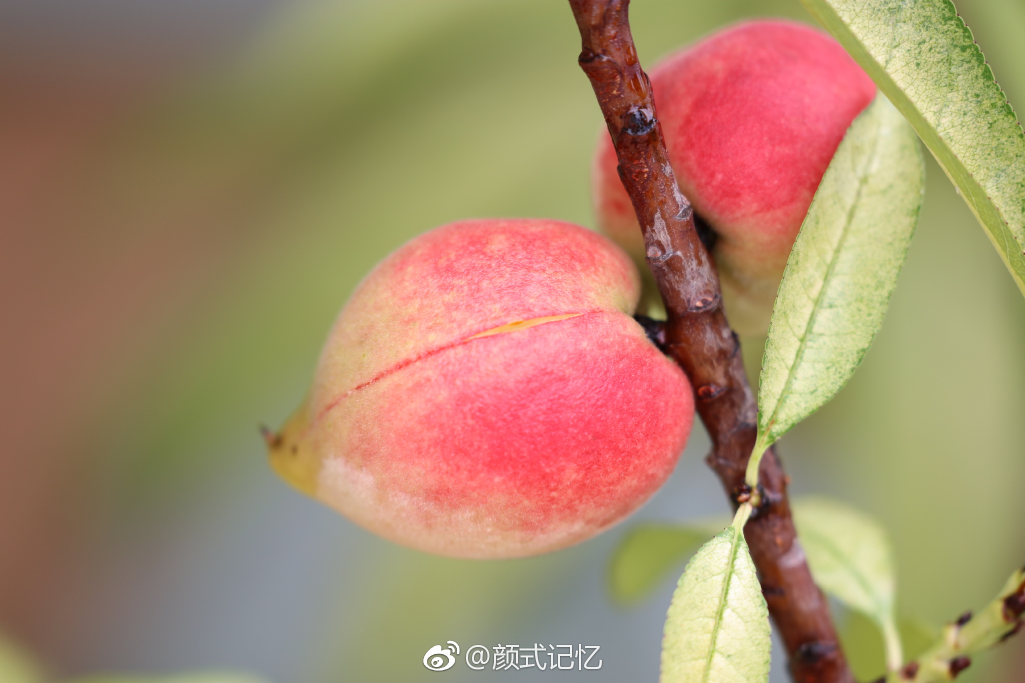 小桃真红啦一一桃花惹人爱美花开结果长大红熟