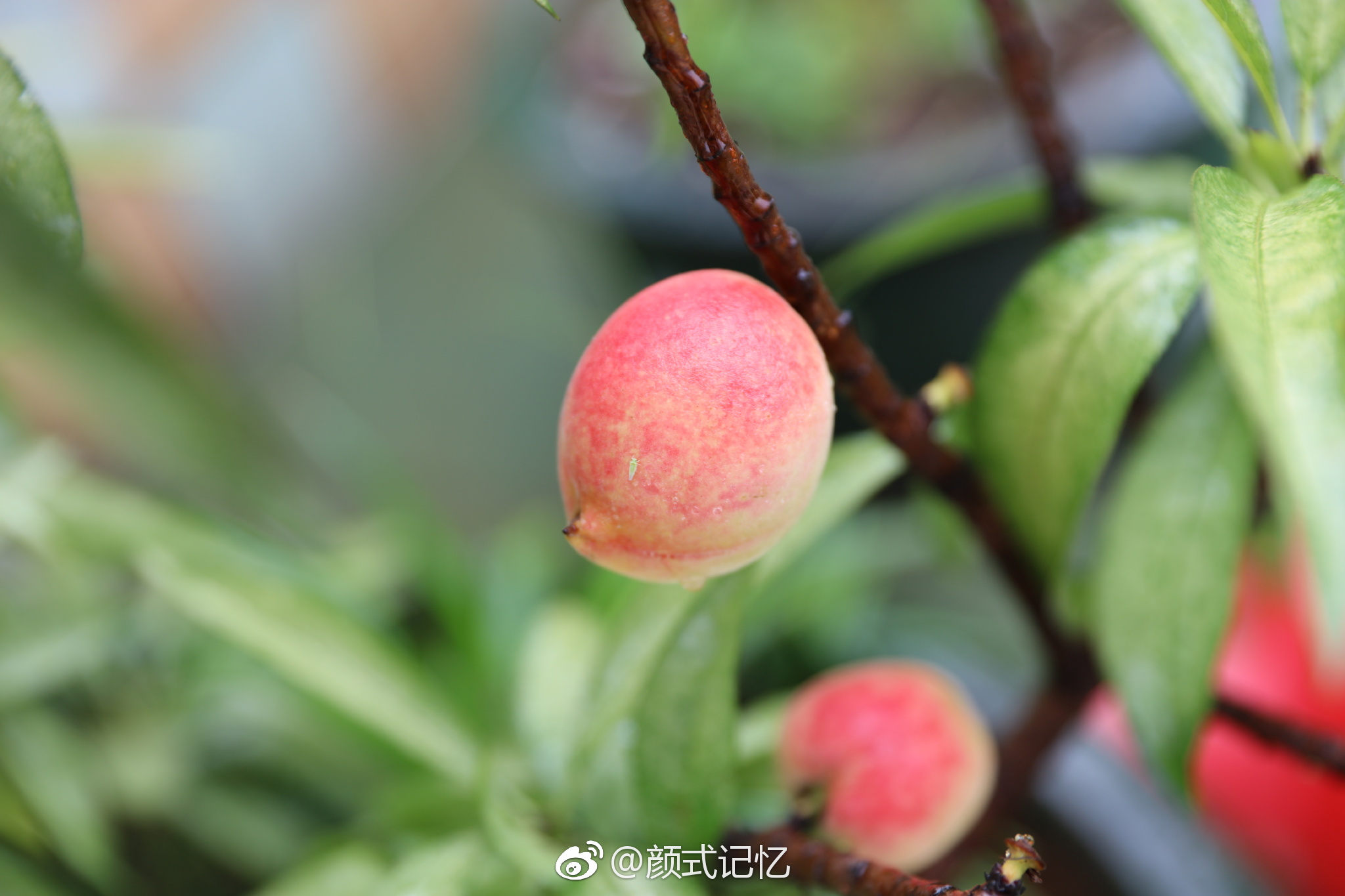 小桃真红啦一一桃花惹人爱美花开结果长大红熟