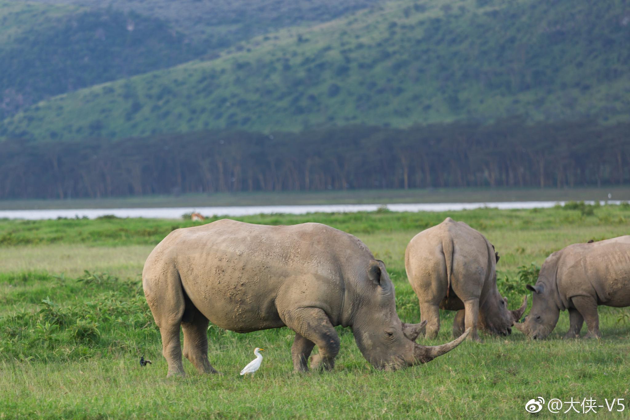 一年一度的非洲草原动物大迁徙让人向往