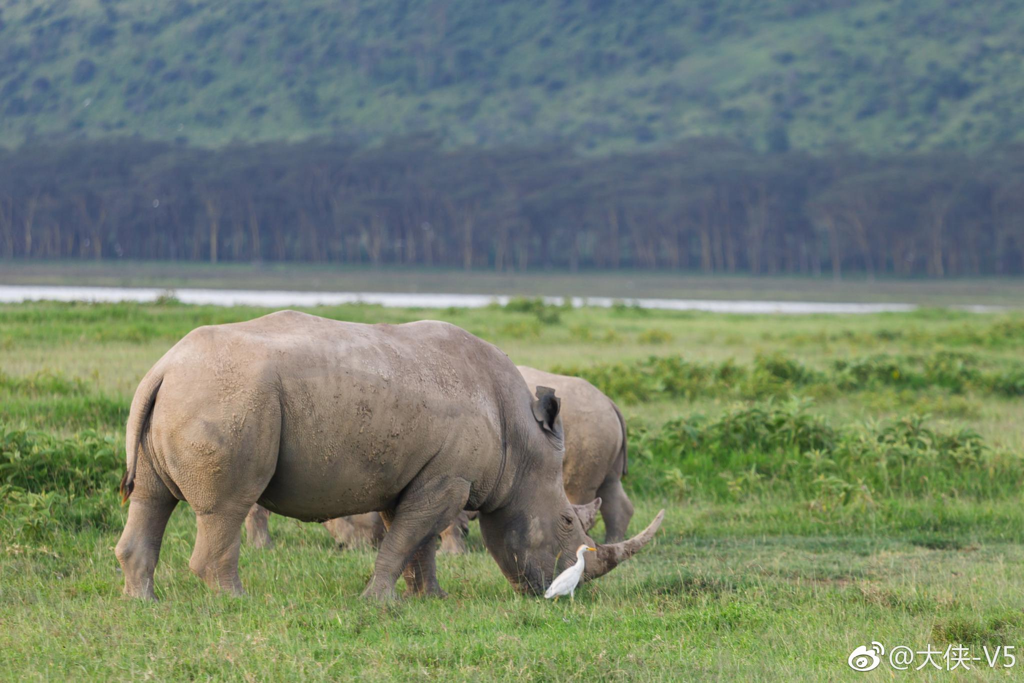 犀牛软件怎么下载 犀牛软件安装步骤有哪些