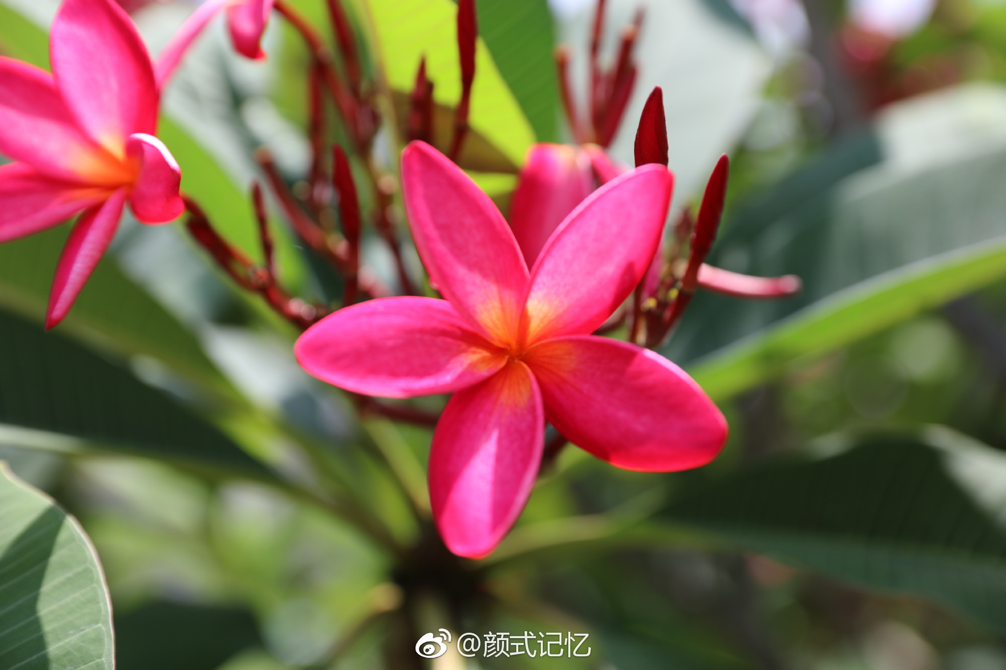 孕育希望复活新生一一红鸡蛋花