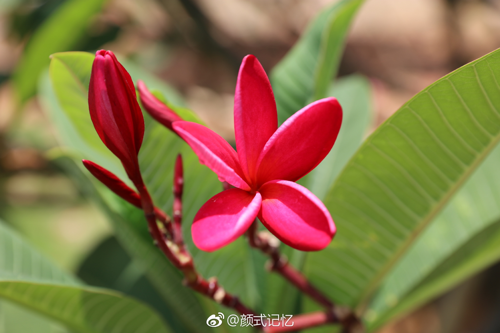 孕育希望 复活 新生一一红鸡蛋花