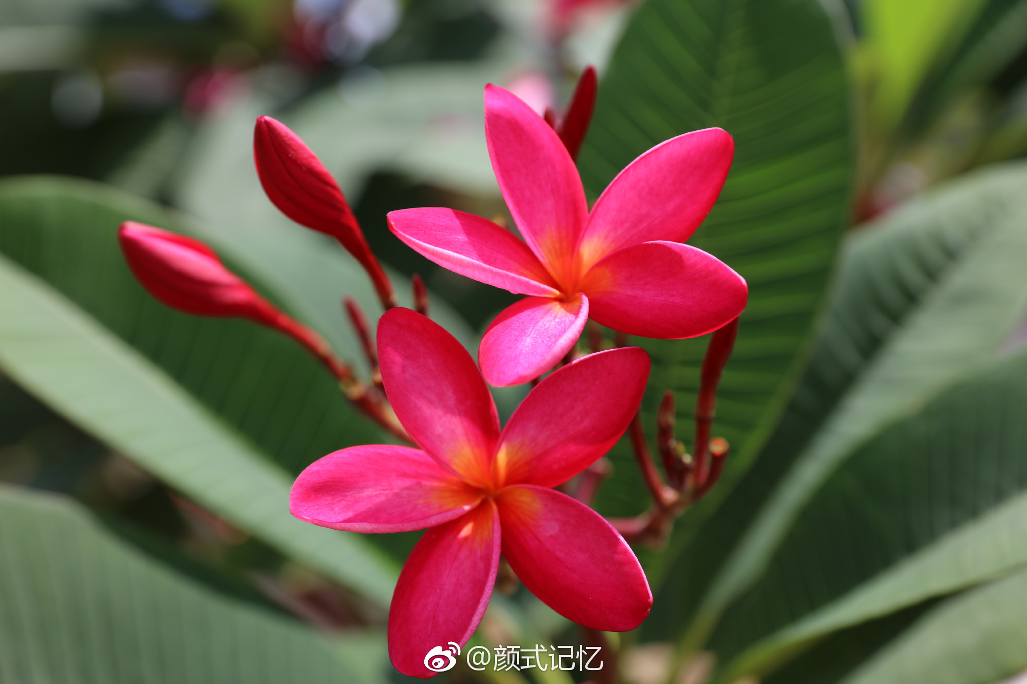 孕育希望复活新生一一红鸡蛋花