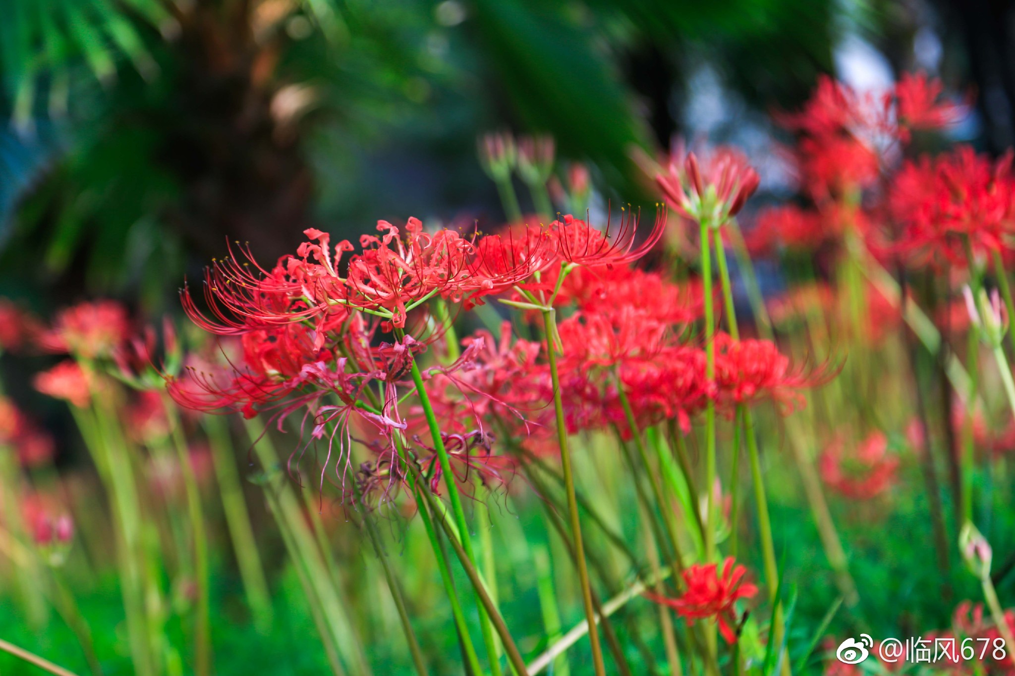 杭州植物园有大面积的曼珠沙华盛开杭城有了初秋的味道目前
