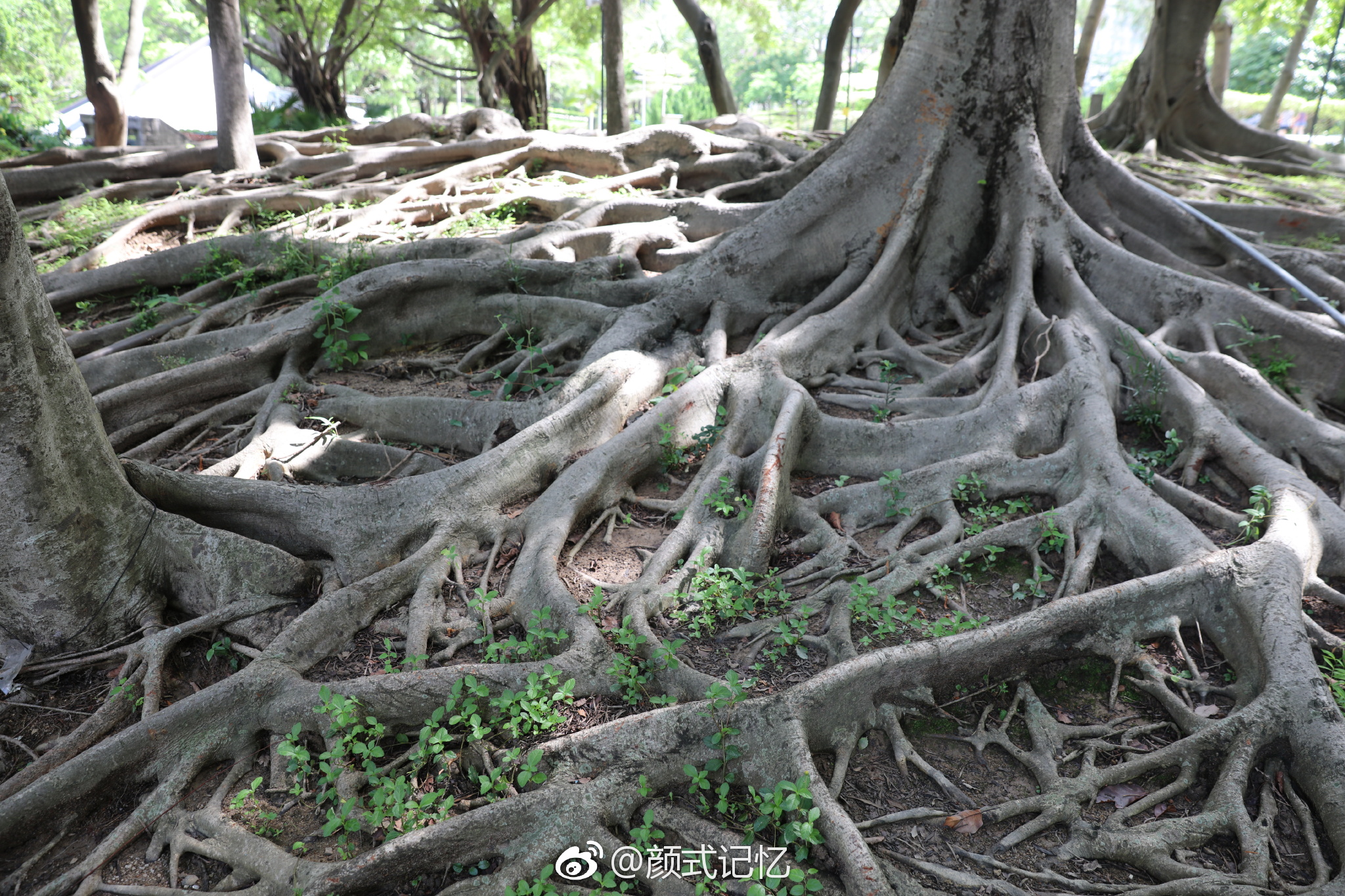 根系大地一一顽强的生命意志,不管环境多艰苦