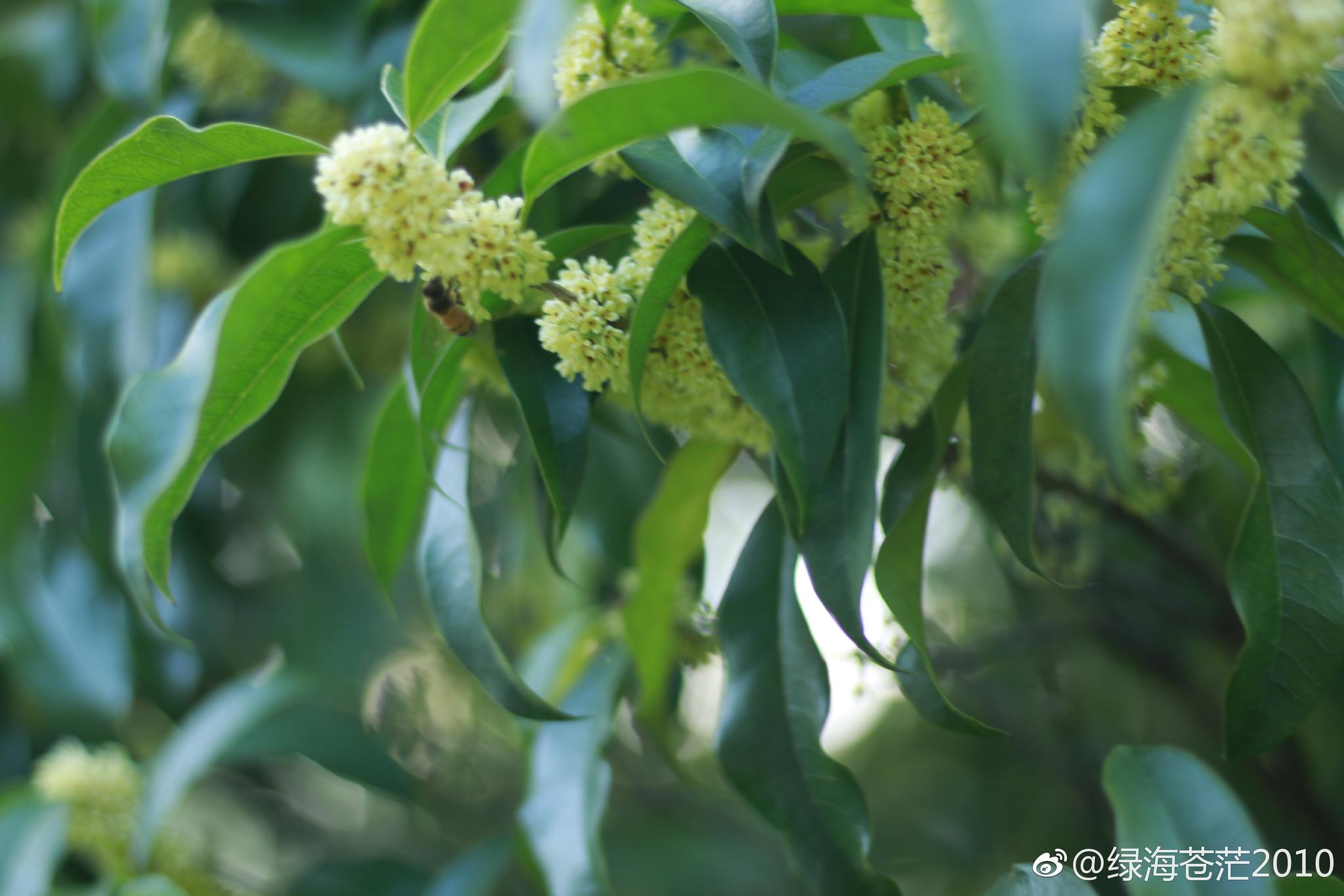 暗淡轻黄体性柔,情疏迹远只香留