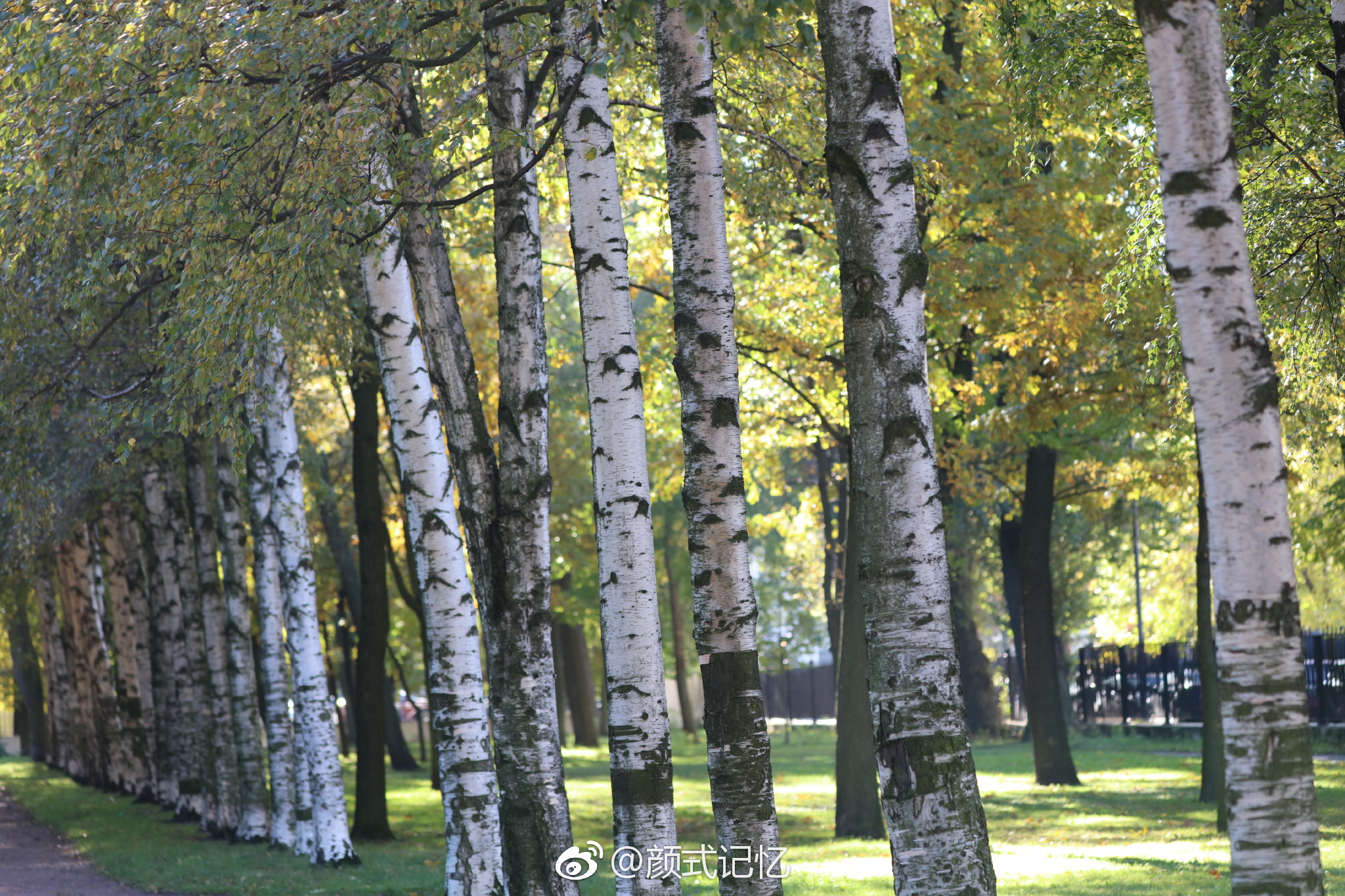 只有风儿在沙沙响一一白桦树(俄罗斯国树,游莫斯科拍摄)