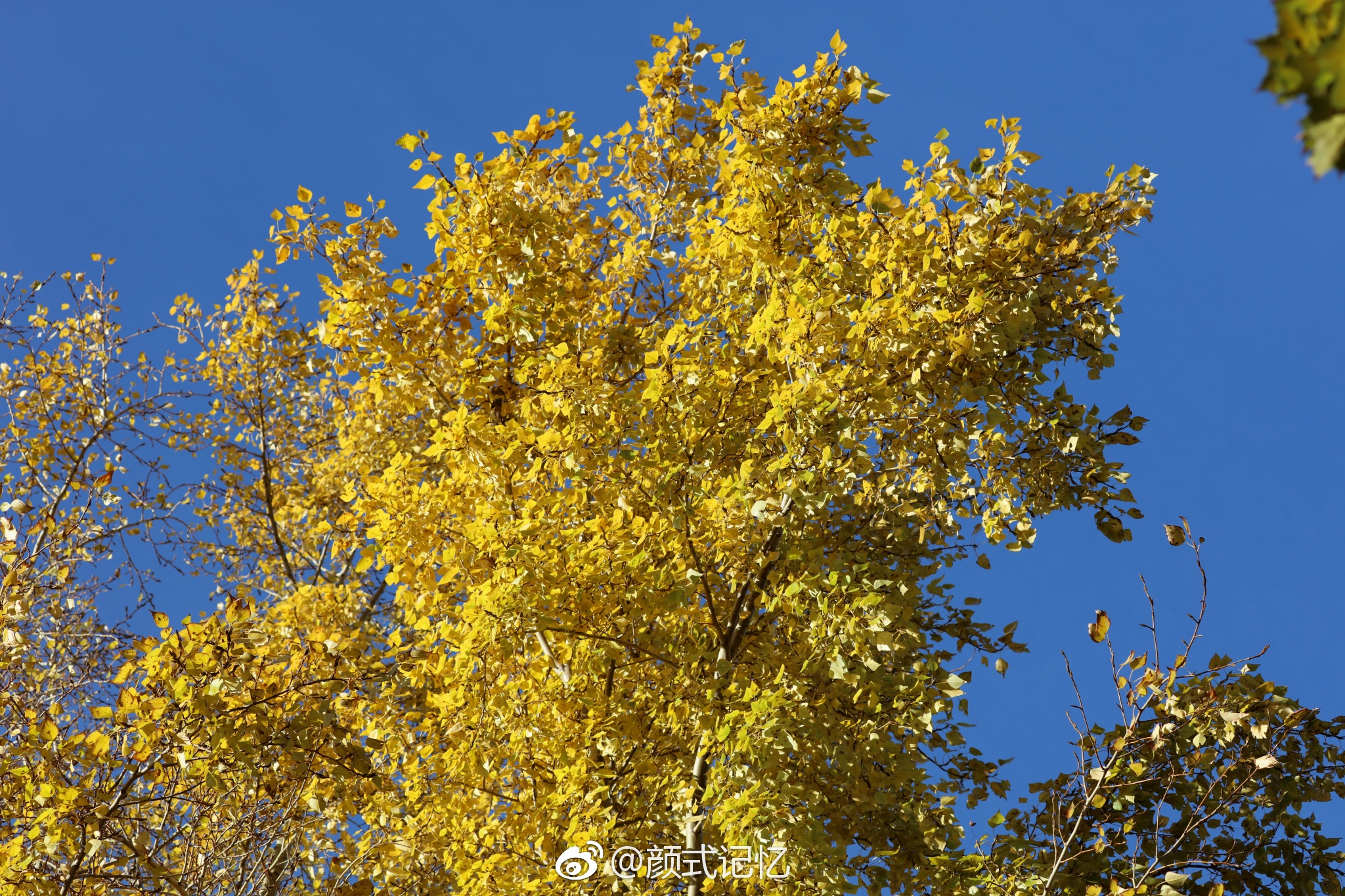 只有风儿在沙沙响一一白桦树(俄罗斯国树,游莫斯科拍摄)