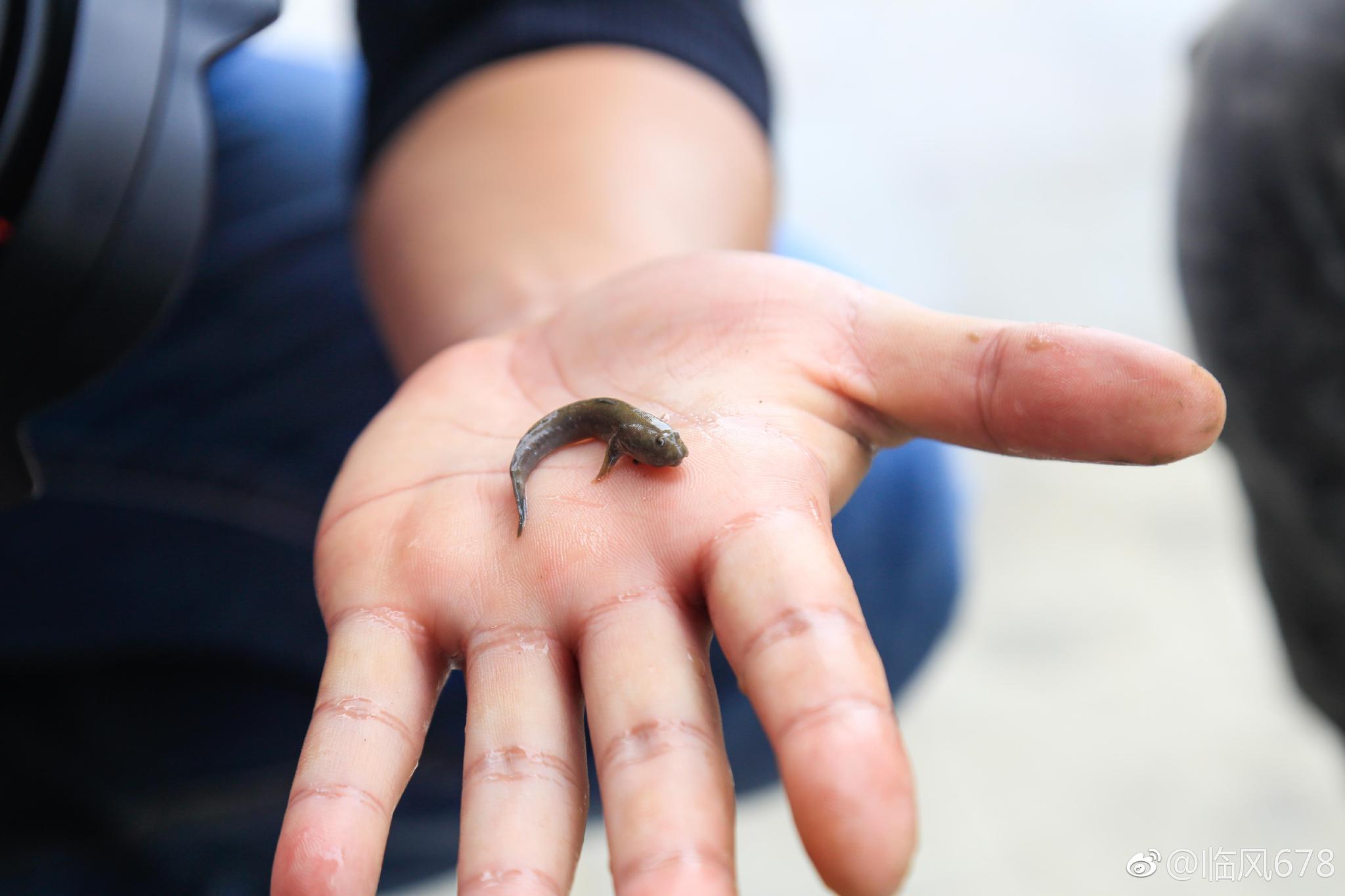 在这里可以挖贝壳,捉跳跳鱼和小螃蟹.