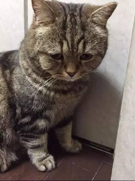 这只猫的表情太难过了,好想抱抱它