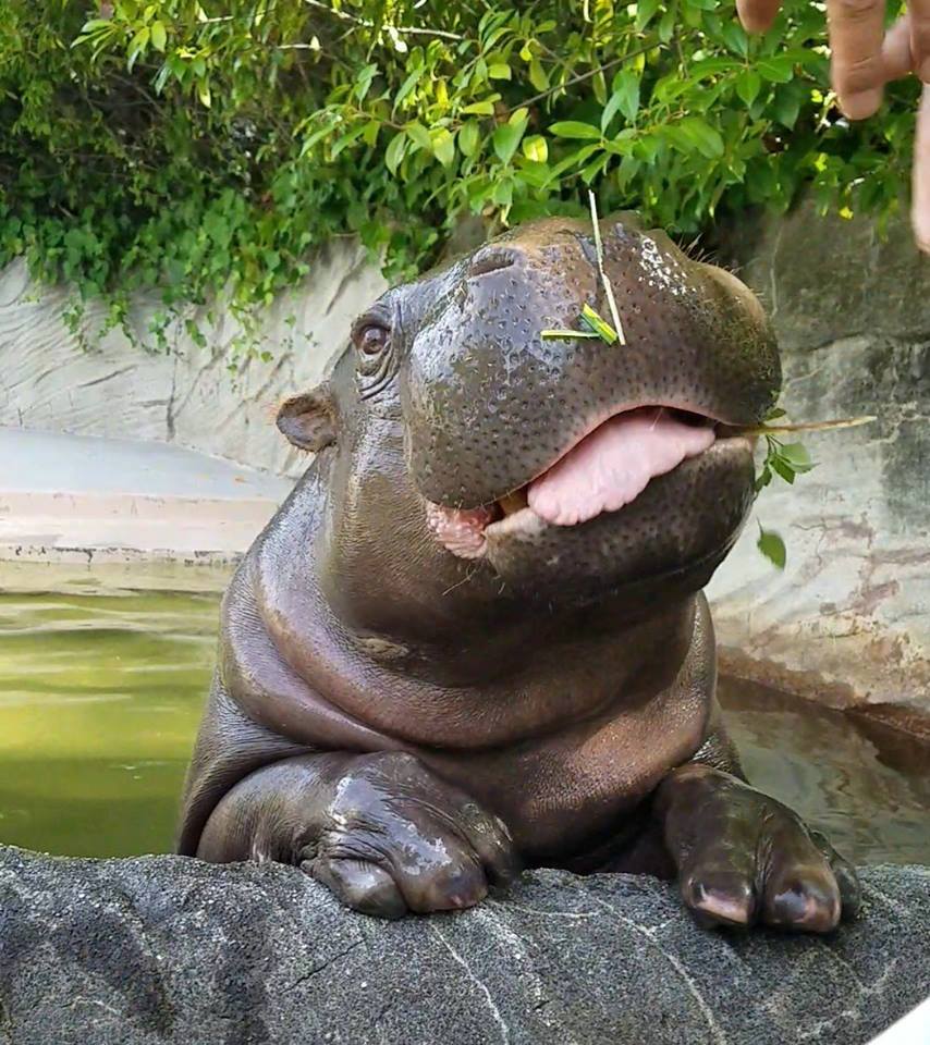 河马粪便如何杀死鱼群 薄片龙为何走向灭绝