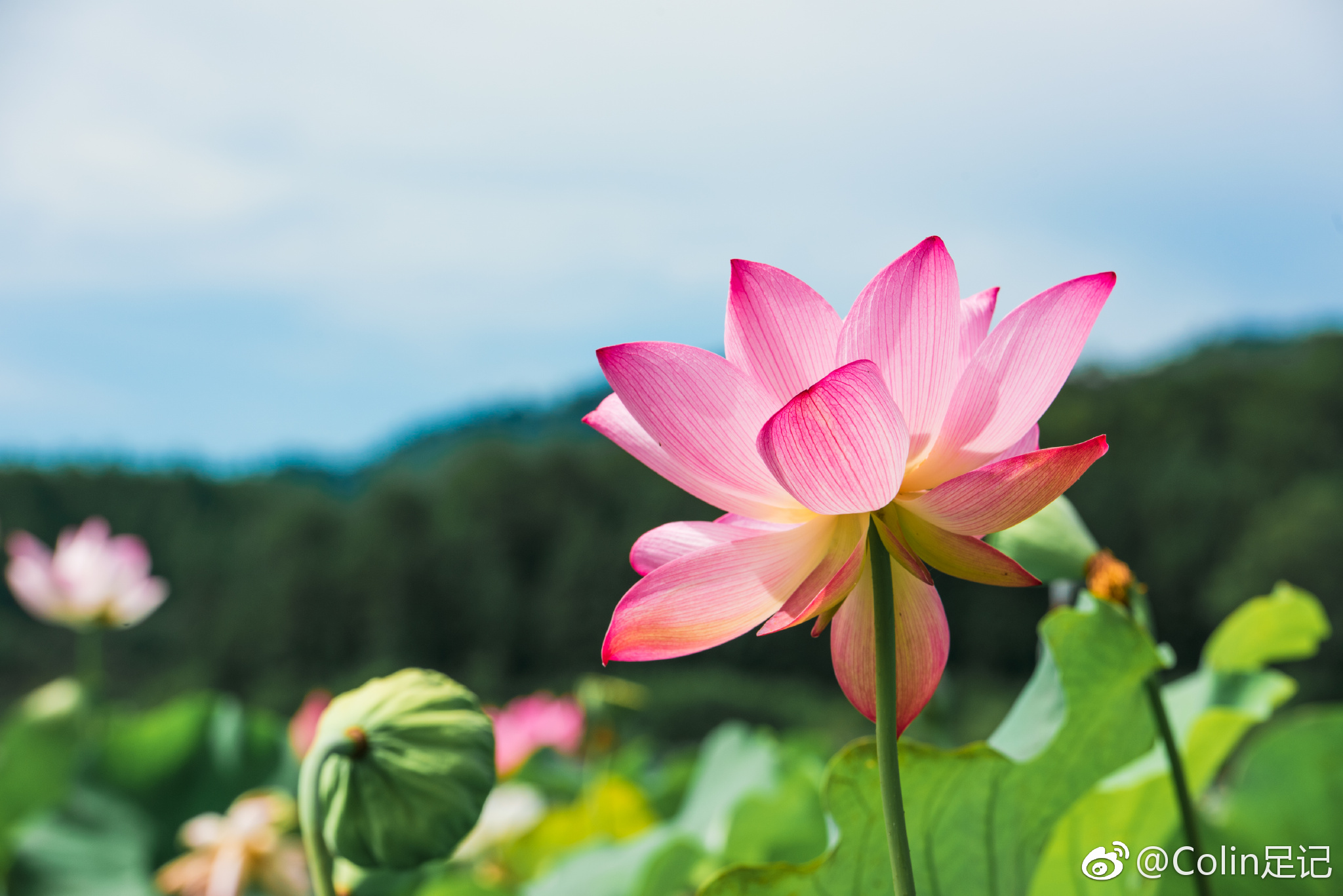 【一组白莲花摄影图片】生态摄影_百姓一丁_太平洋电脑网摄影部落