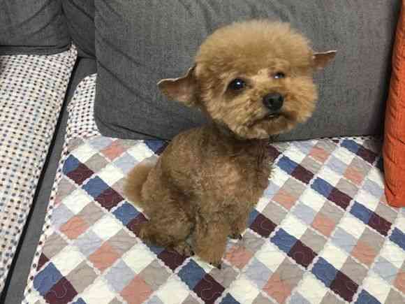 主人突发奇想给泰迪剪个飞机耳,看到自己的样子,泰迪的表情亮了