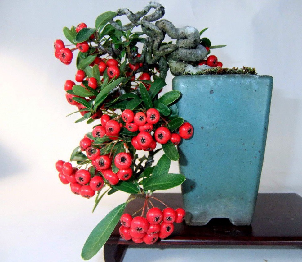 经验掌握六要点让你的火棘盆景朵朵繁华累累硕果