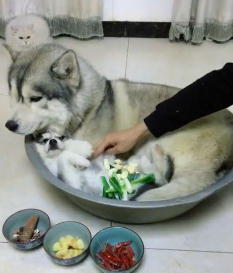主人假装要炖狗肉汤,哈士奇一脸生无可恋