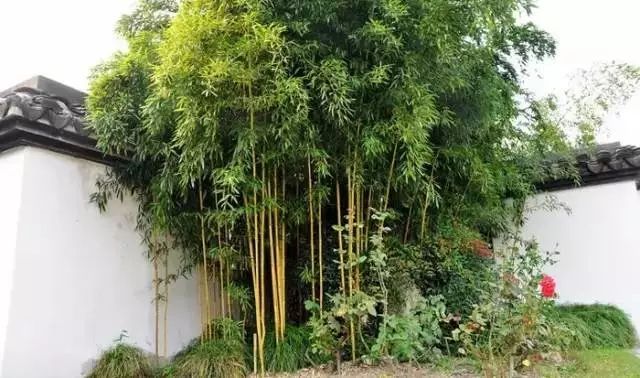 青城山下这些小院子,竹林密布,在这里生活的人们十分惬意|青城山|竹子