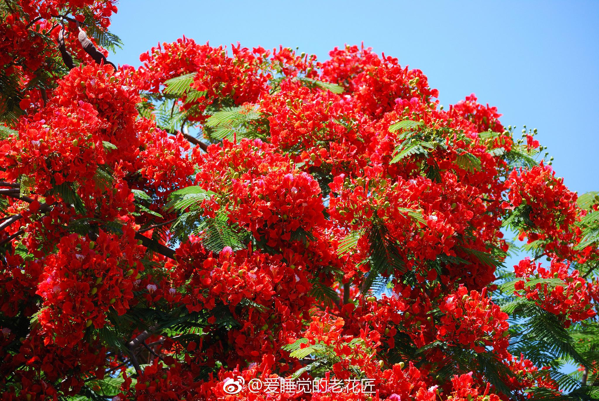 小岛城市盛夏以至,火火的日头勾引着凤凰花陆陆续续开了