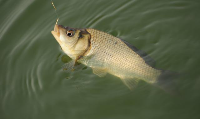 水库的水清澈透明,没有一点污染,可以直接饮用,小伙伴钓起的鱼,被我们