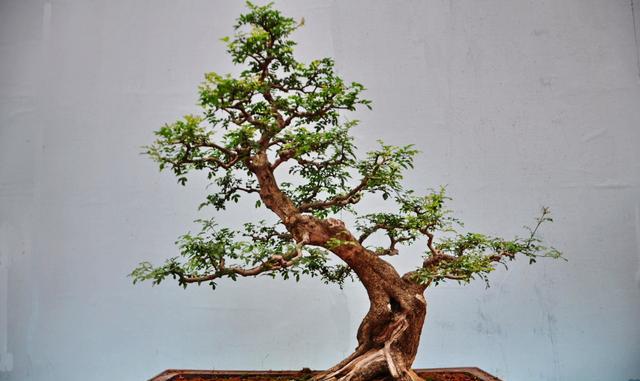 取势是树桩盆景造型成景的技艺处理方法