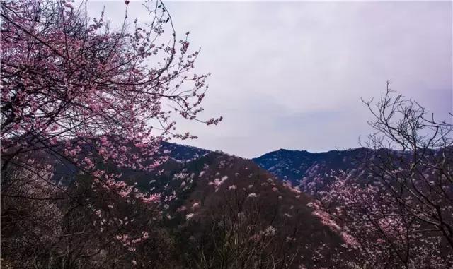 隆回|樱花|大东山_新浪新闻