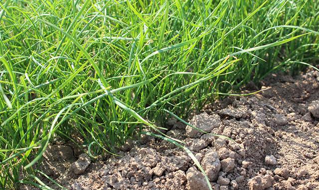 为什么你种的韭菜越长越细,只要这么做盆栽韭