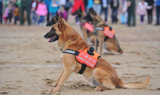 军犬训导员教您如何挑选一条健康活泼的马犬杜高幼犬(建议收藏)
