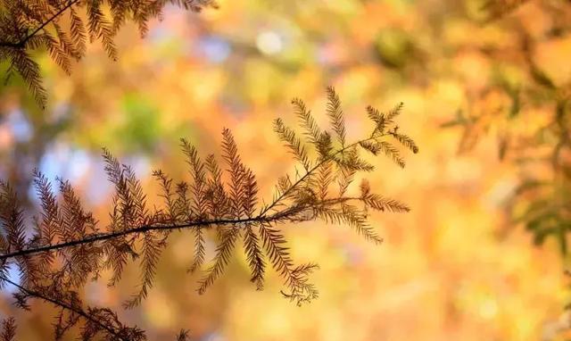 看见哪种树会让你瞬间思念家乡?