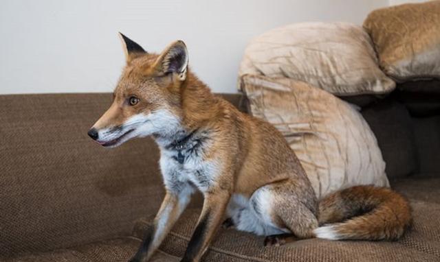 对此,动物慈善机构的兽医认为,不建议养狐狸当宠物.