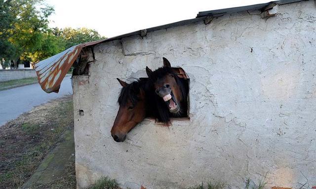 动物们最奇葩的瞬间,让人笑的喷饭