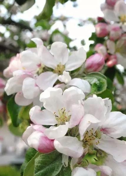 春暖花开,你都见过哪些水果开花的样子?