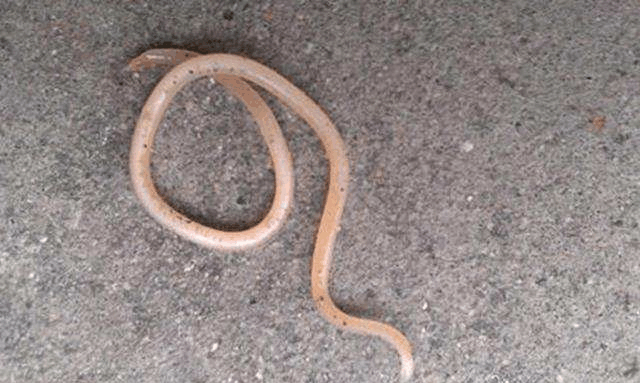 父母需注意孩子有这5个症状肚子里长了蛔虫