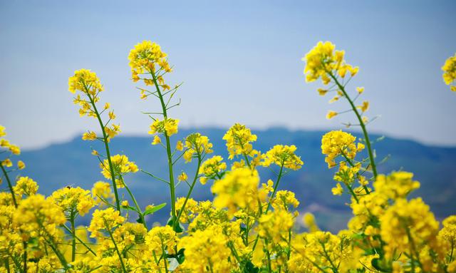 随手拍阳泉|石卜咀油菜花海 醉美人间四月天
