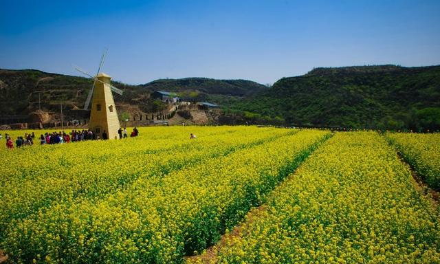 随手拍阳泉|石卜咀油菜花海 醉美人间四月天