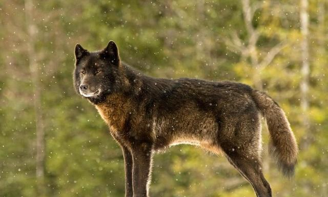 中国境内4大狼犬,其中它的能力已爆德牧,引起欧洲关注