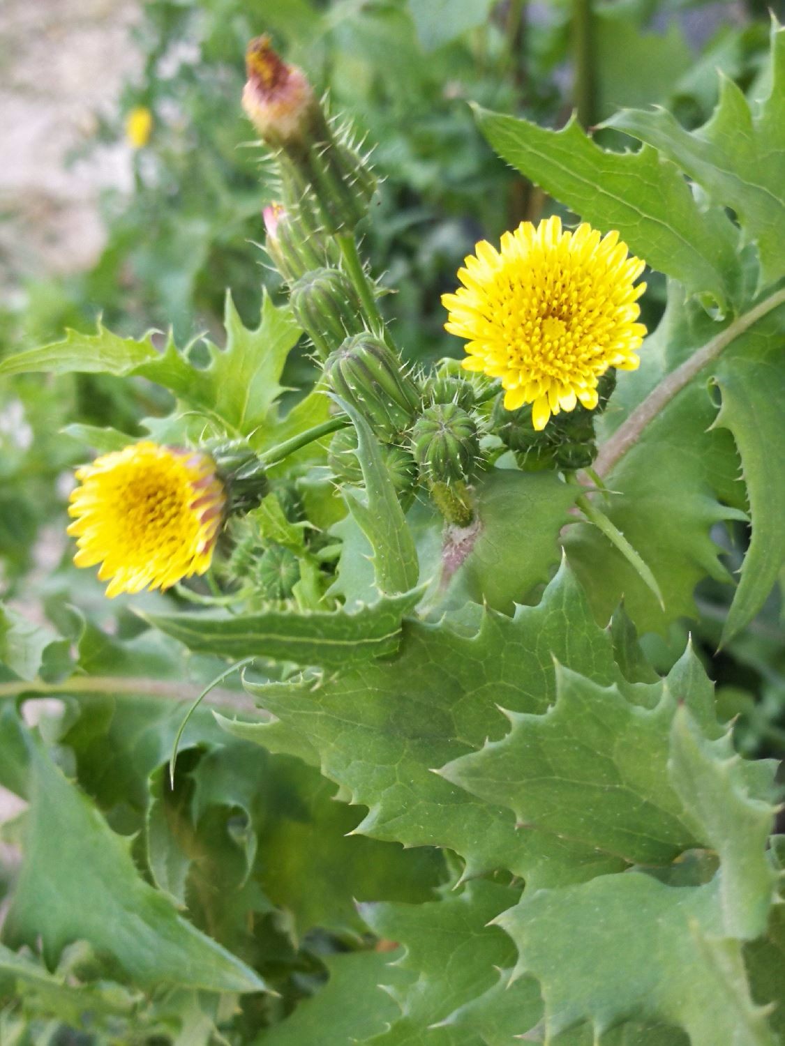 农村这种带刺的野菜被称为百草之王是一种止血止痛的良药
