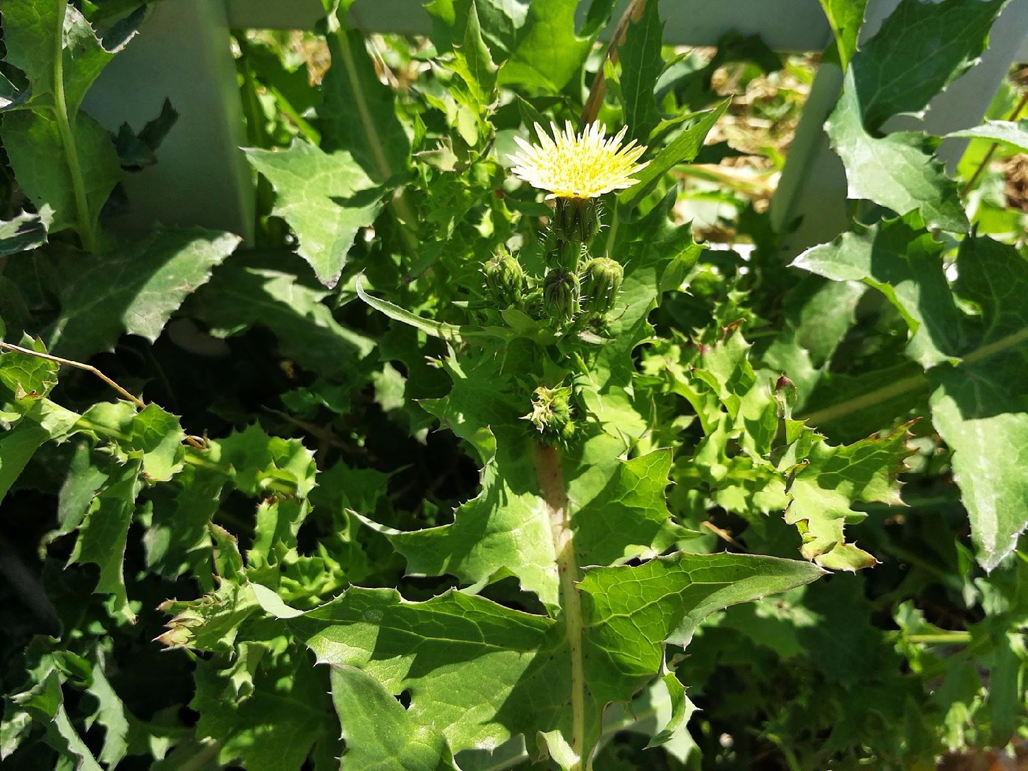 大刺盖,老虎脷,山萝卜,刺萝卜,牛喳口,鸡母刺,大恶鸡婆,山老鼠簕等