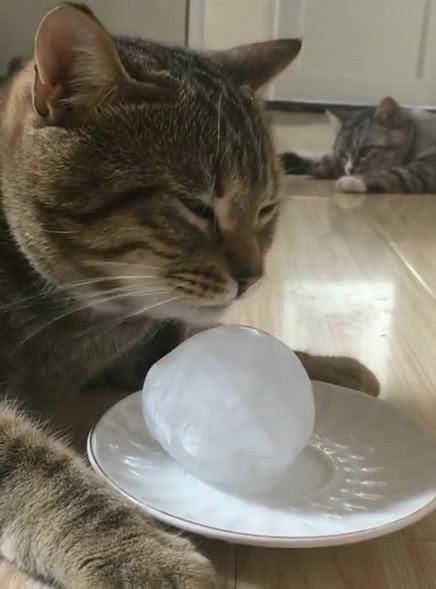 天气太热了,猫咪抱着冰块狂舔,猫:我的命都是这冰块给的