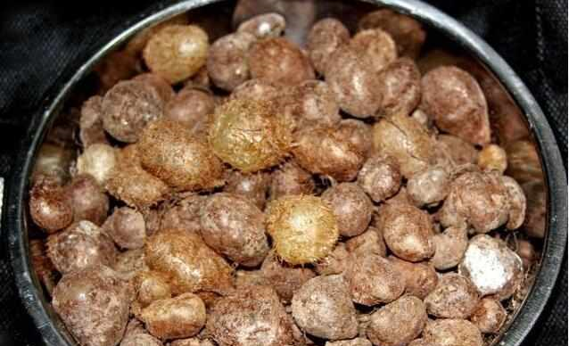 你吃过农村的"地鸡蛋"吗它是我们小时候的零食,好吃又解渴!