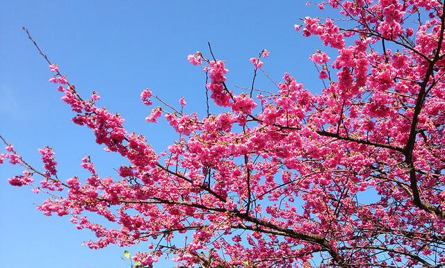 樱花是日本的国花,但却起源于.