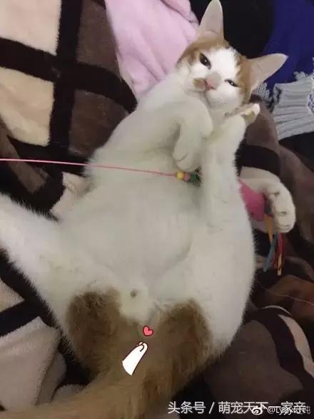 网友的猫常跑出去浪,刚好有动物救援组织下乡给猫做绝育,于是