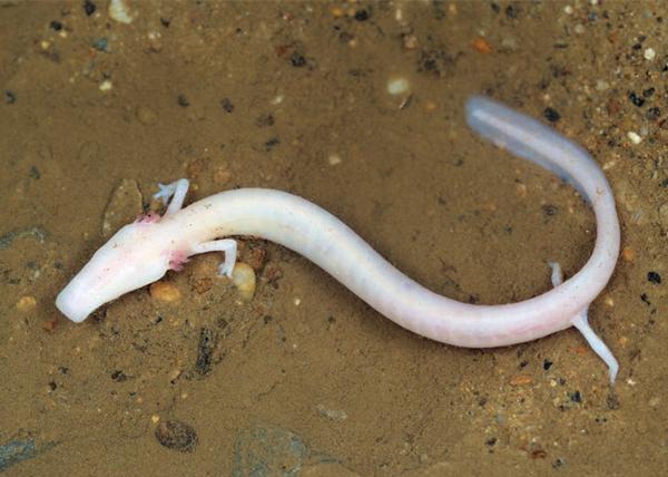 男子野外发现像龙一样的生物, 了解过后让人感到无比惊奇