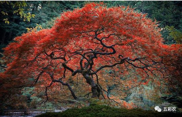 全球最美古树最后一棵更是惊艳了千年