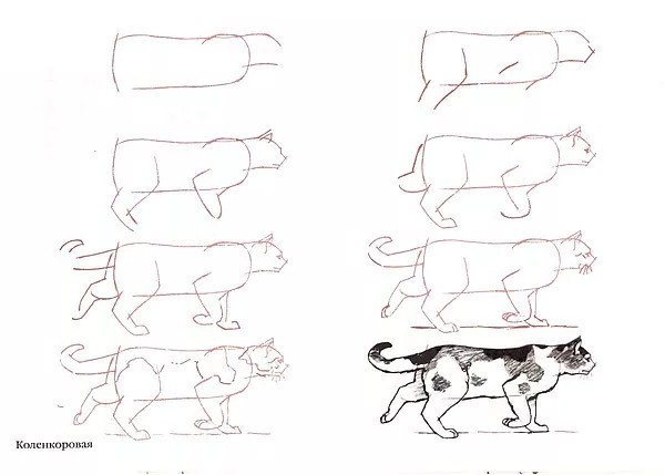 猫跑步姿势分解图图片