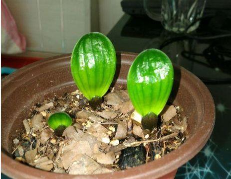 麻籽是什么 麻籽的作用有哪些