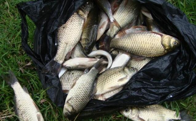 一定要学会这两种技巧,让你在秋季钓到更多鲫鱼,渔获满满!