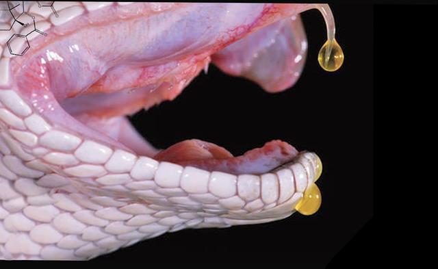 为什么蛇的毒液能杀死人而它自身却没事